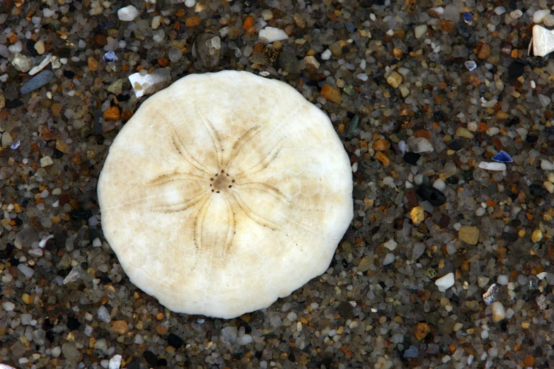 a white object on sand with black and blue pebbles