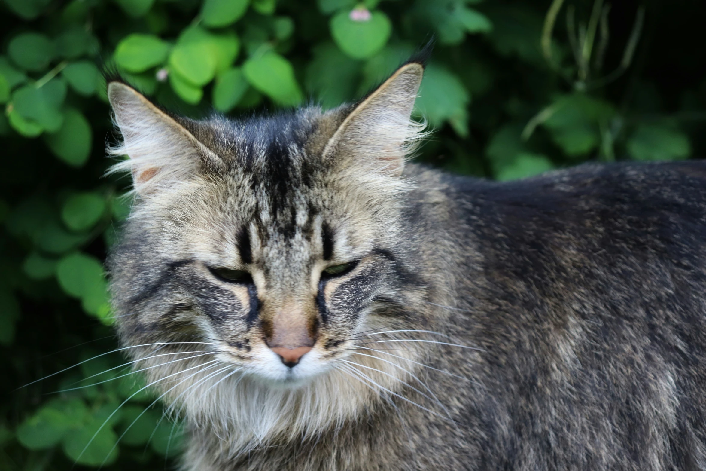 a cat that is sitting on the ground