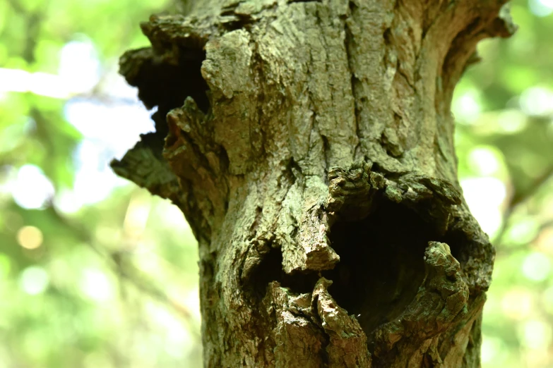 a tree is showing a hole in the bark