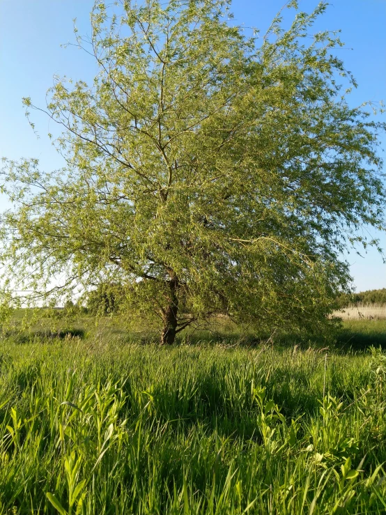 a large green tree sitting next to a field