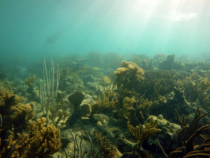 the coral and seaweed cover a bed of water