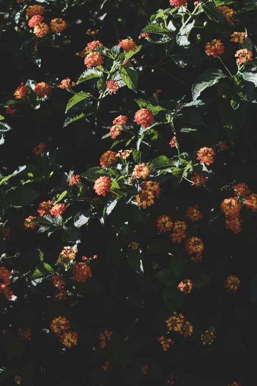 a bush with several orange flowers growing on it