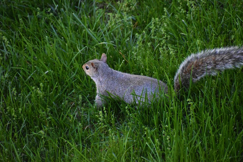 a large grey squirrel is sitting in tall green grass