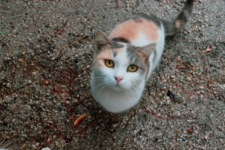 a cat looking up as it walks down the road