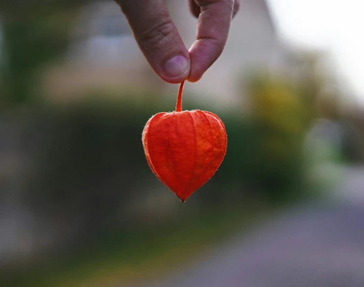 a persons hand holding soing with an orange heart shaped object