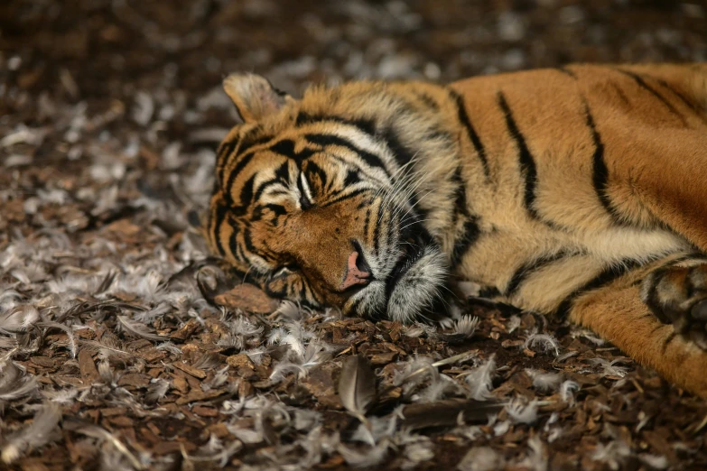 a young tiger laying down on the ground