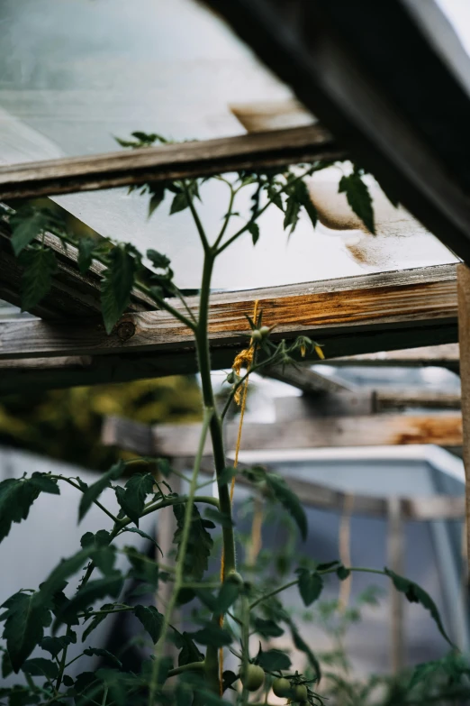 a dead plant in front of the window of a house