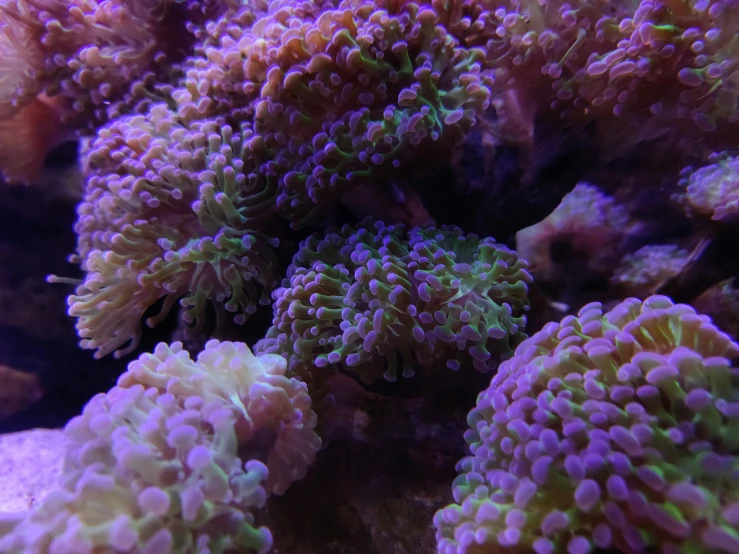 an aquarium scene with a very colorful coral