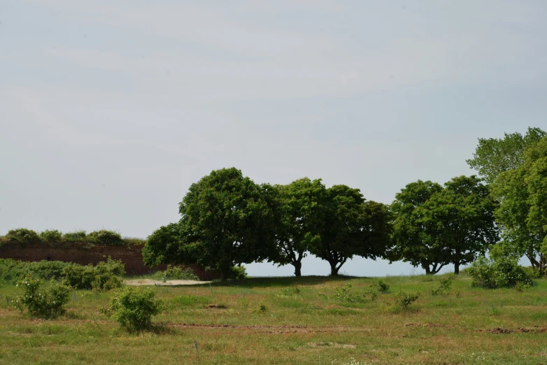a couple of large trees sitting in the middle of a field