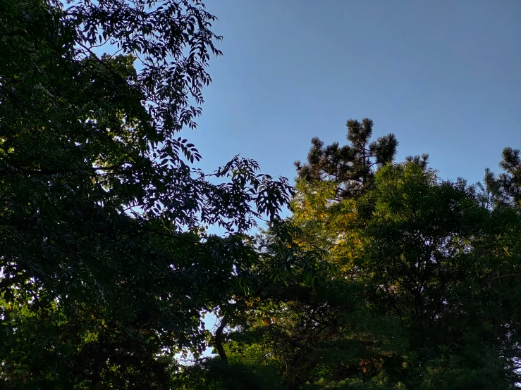 a forest filled with lots of trees next to a street