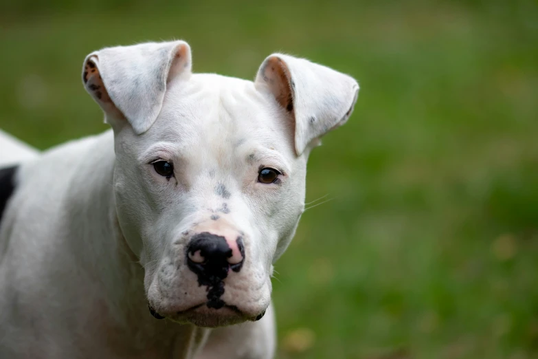 a white dog with black spots and a green field