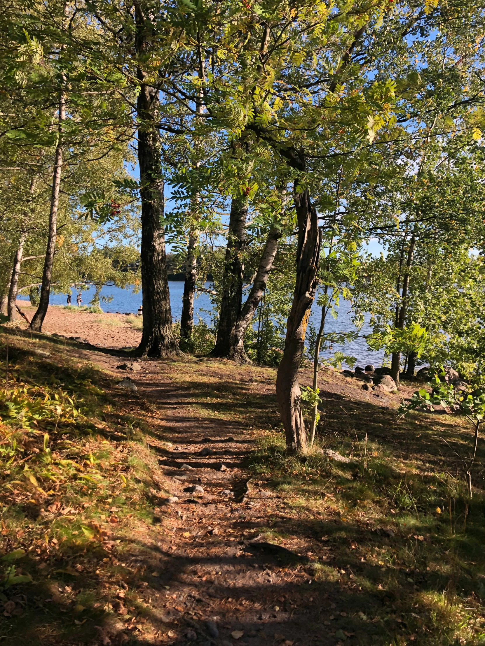 a dirt path with trees on the side and water in the background