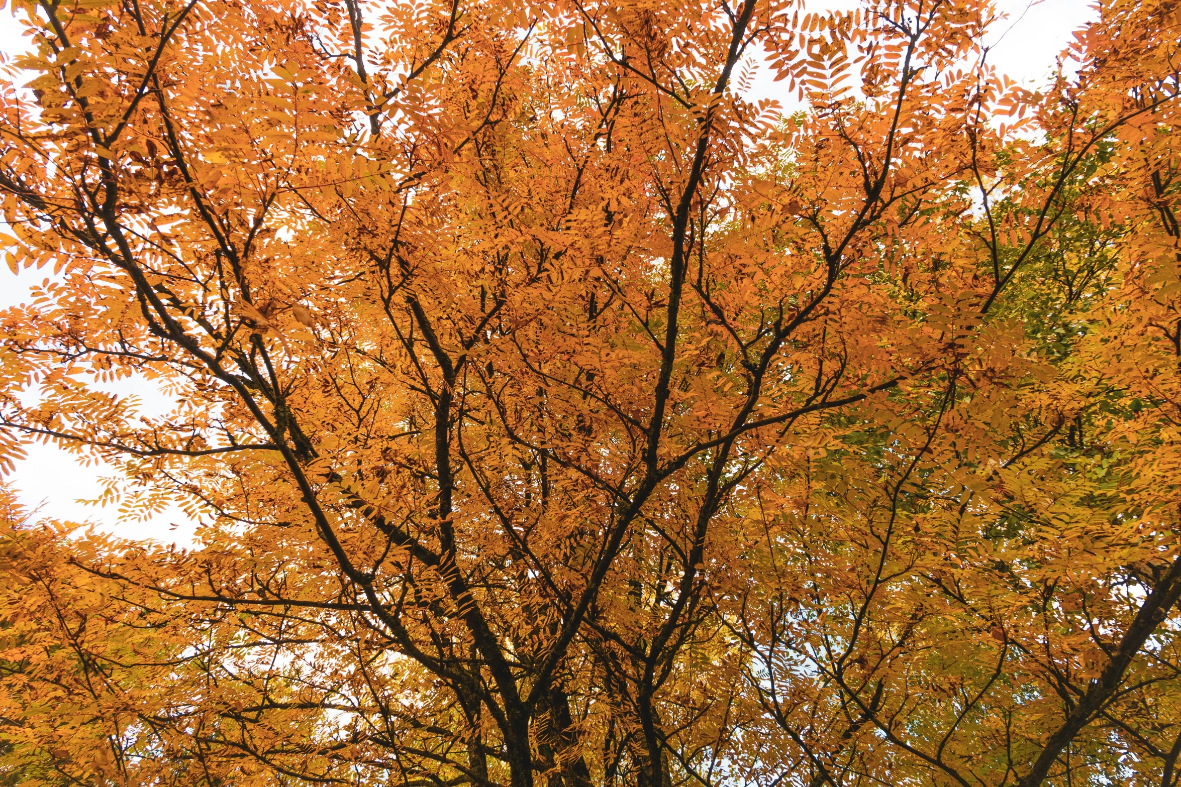 yellow leaves on trees in the fall