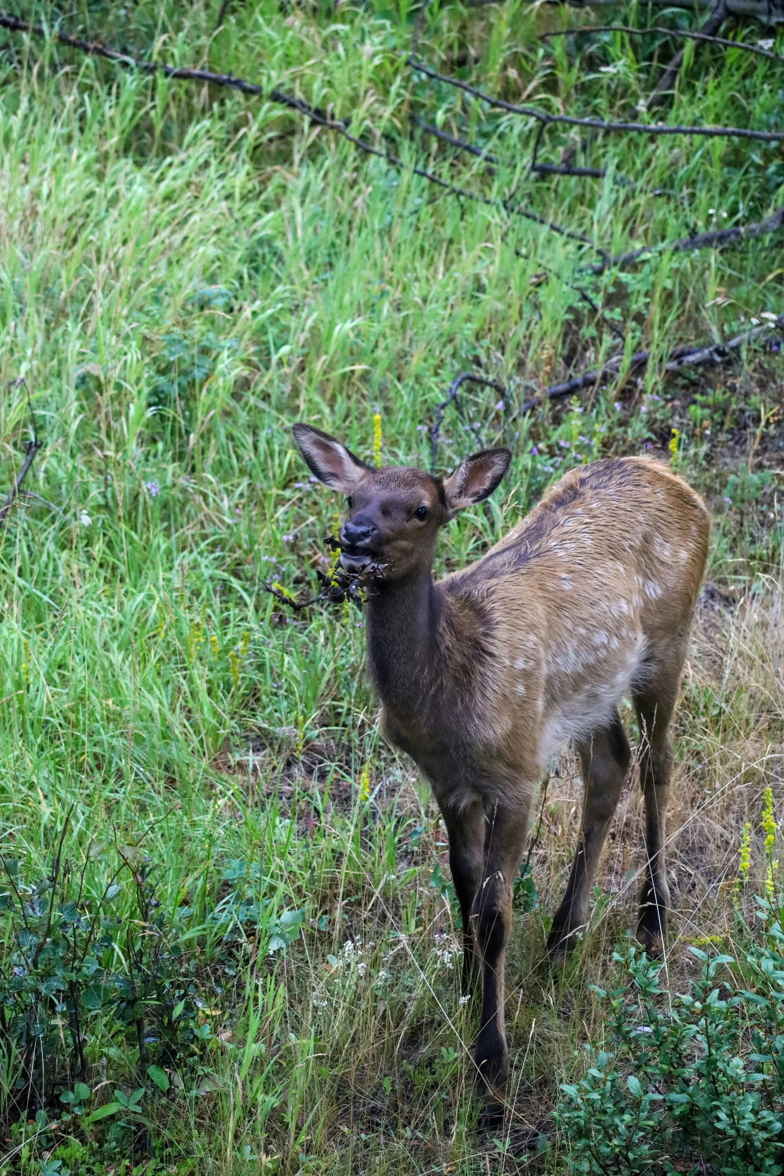 a young deer standing in the grass near a wire fence