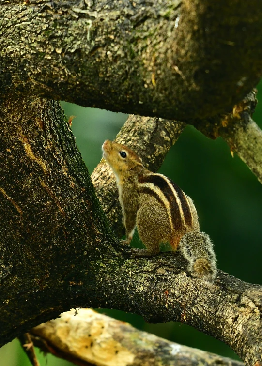 a squirrel perched up in a tree nch