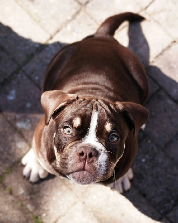 there is a brown and white dog looking up at the camera