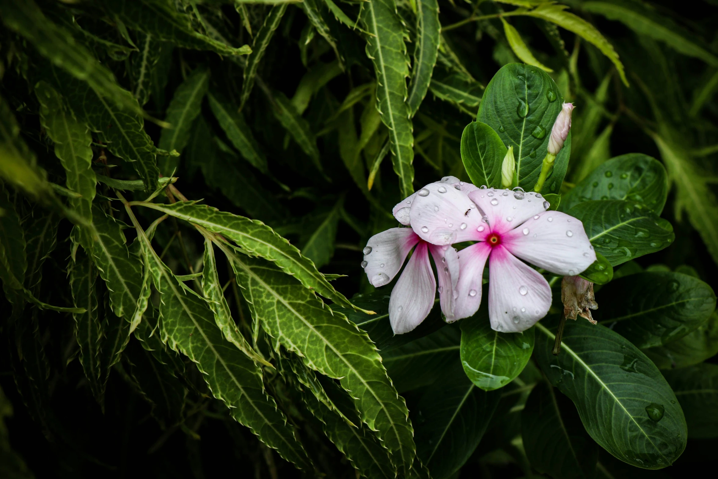 there is a pink flower on a green leaf