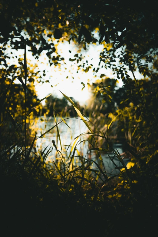 the sun peeks through the leaves of trees in front of a lake