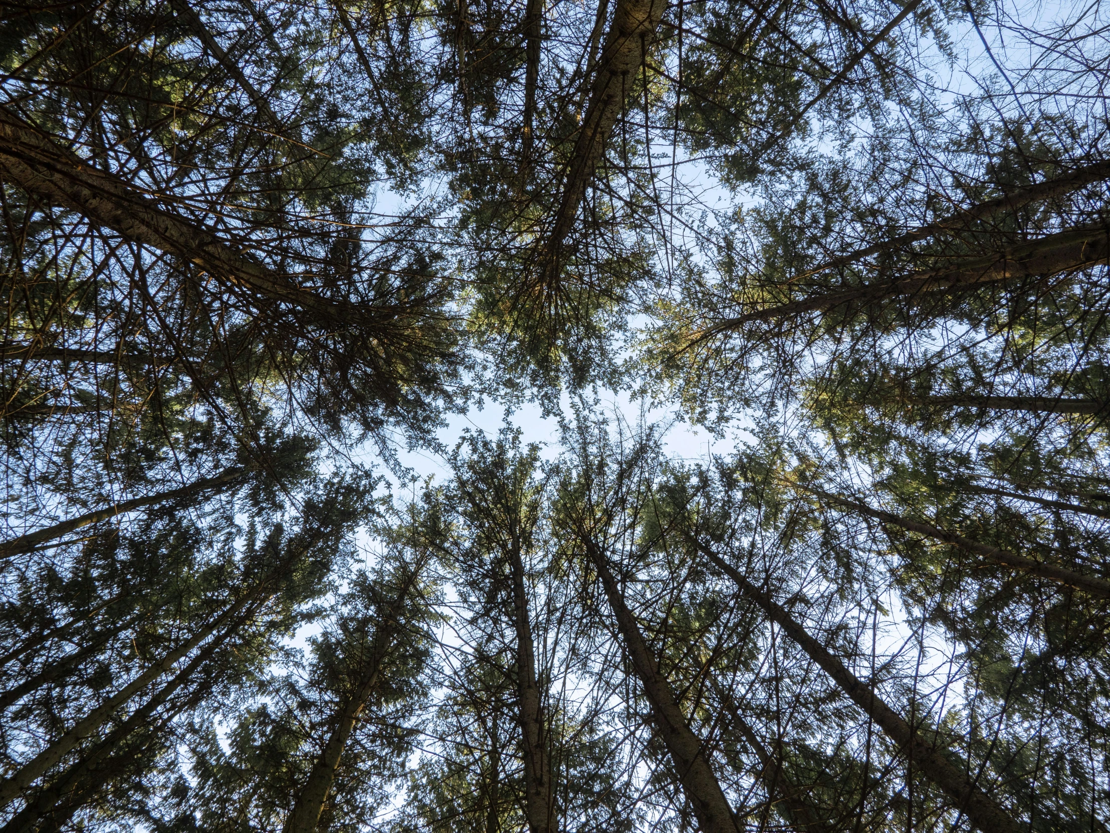 the top portion of a pine tree looking up at the tops