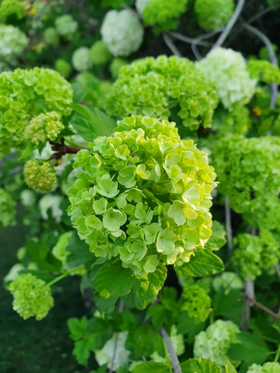 an unusual cluster of green leaves on a plant