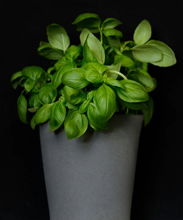 a pot that has some plants inside of it