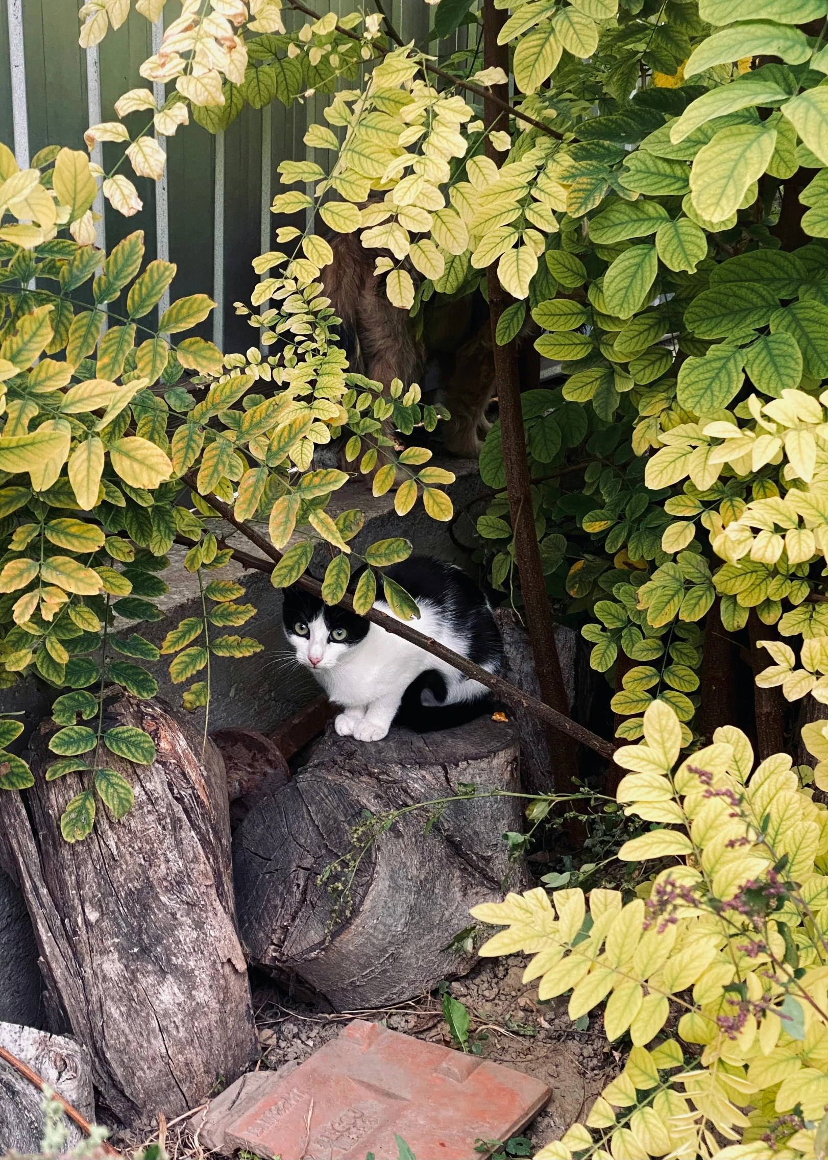 a cat in the bushes looking for soing to eat