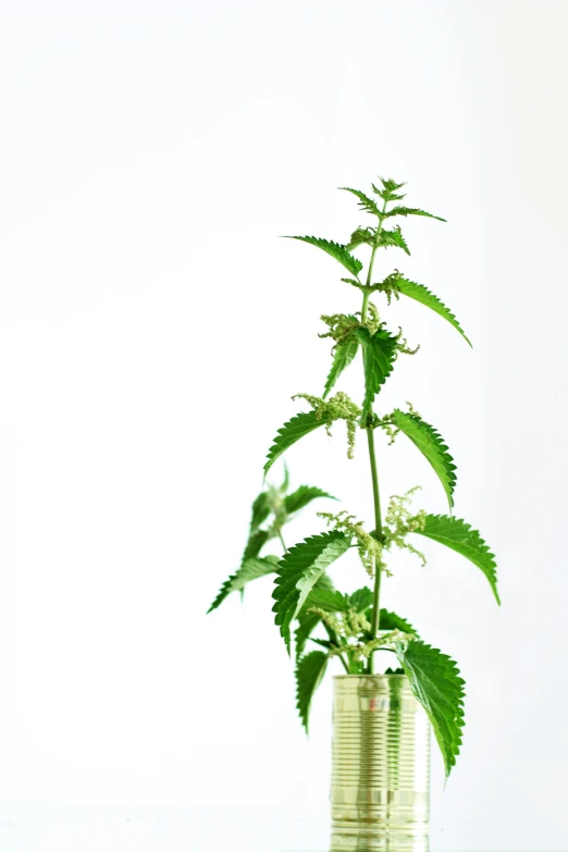 a plant sitting in a tin can filled with water