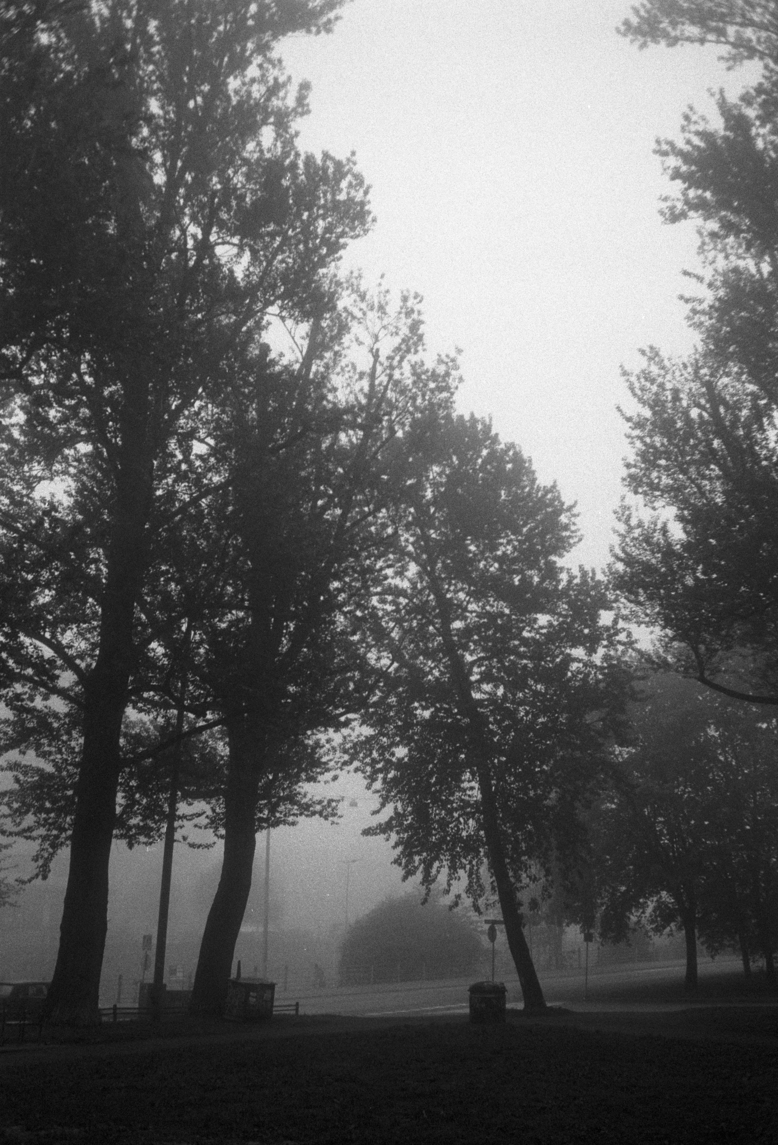 black and white po of a foggy day at a park