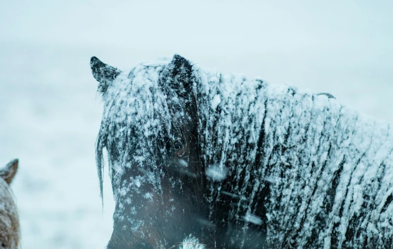a horse standing in a field covered in snow