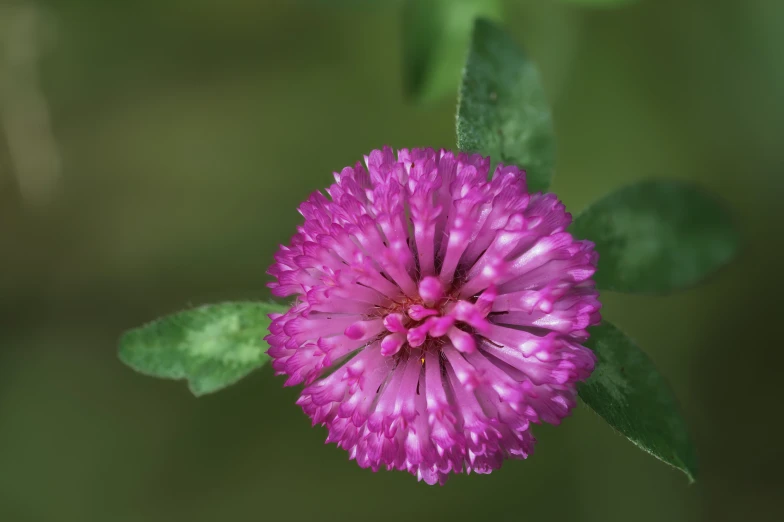 there is a single purple flower blooming on a plant