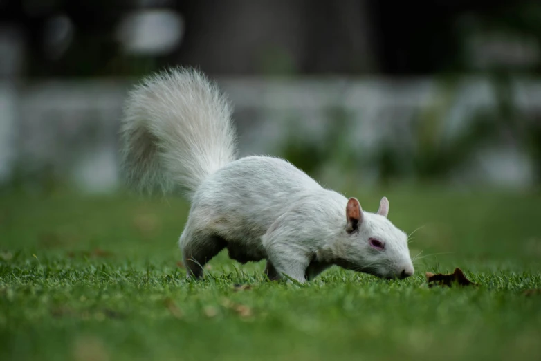 a white squirrel standing on top of a lush green field