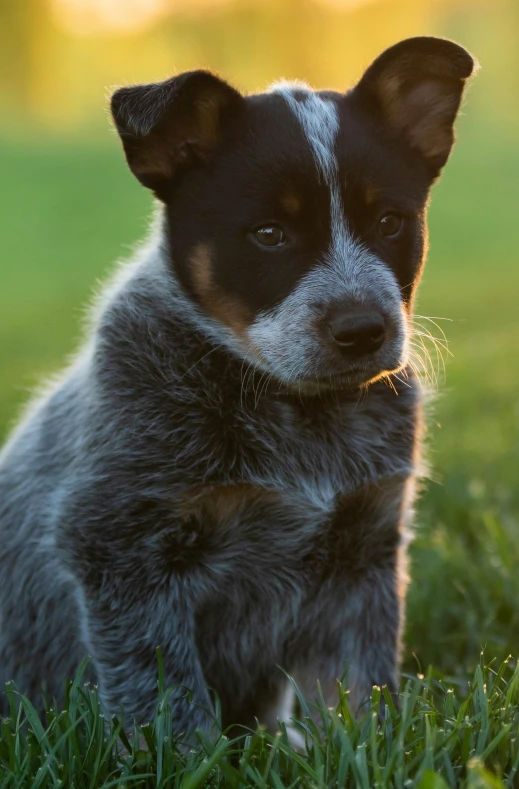 this is a dog sitting in a grassy field