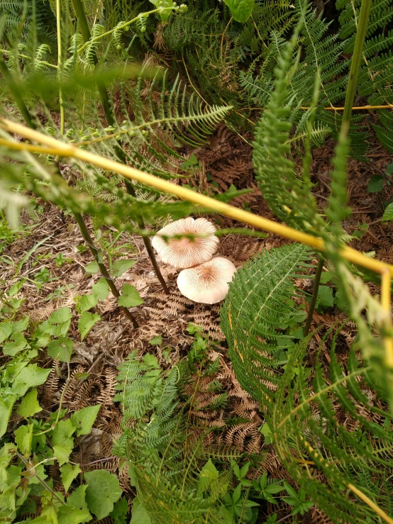 three small mushrooms are sitting on a rock