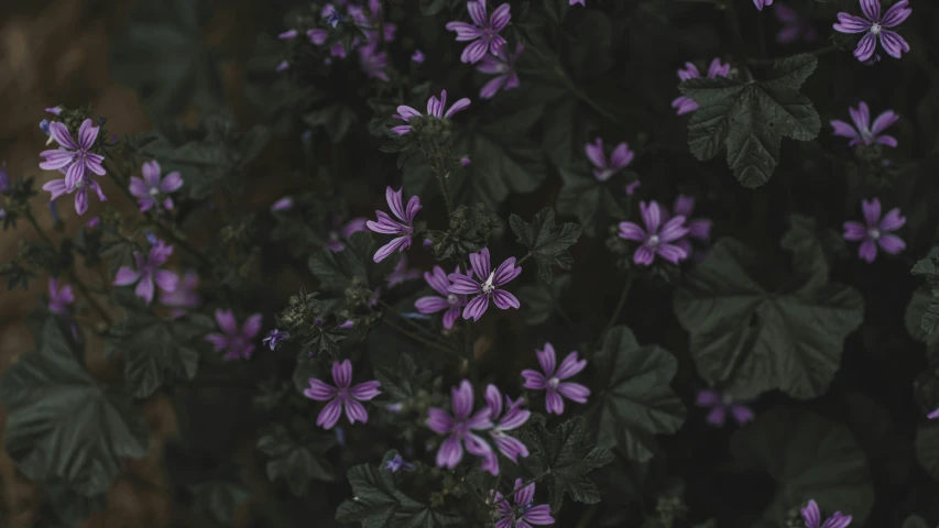 a bush that has some purple flowers growing on it