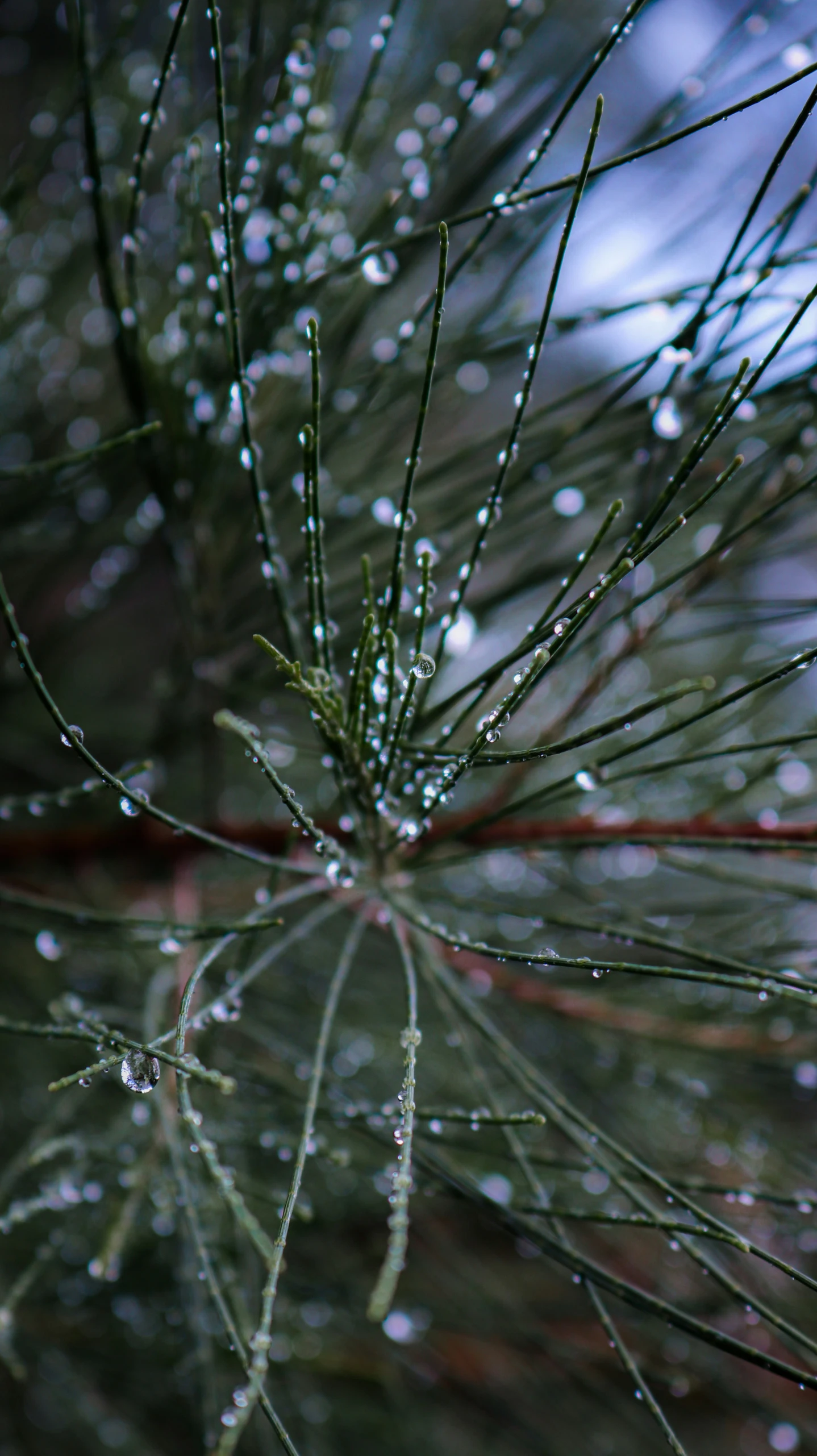 dew on pine needles in the rain on the forest