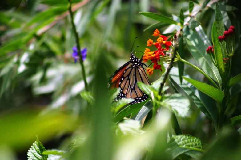 an orange erfly perched on the tip of some leaves