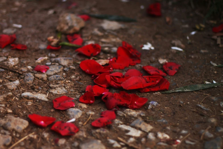 a lot of red petals on the ground next to a leaf