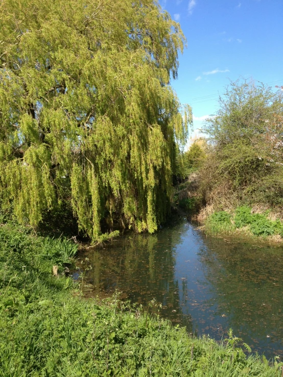 the calm stream flowing between green grass and trees