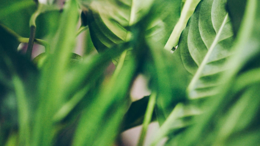 a plant that is standing up near some leaves