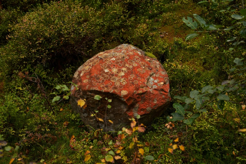the rock in the middle of the bush is mostly red
