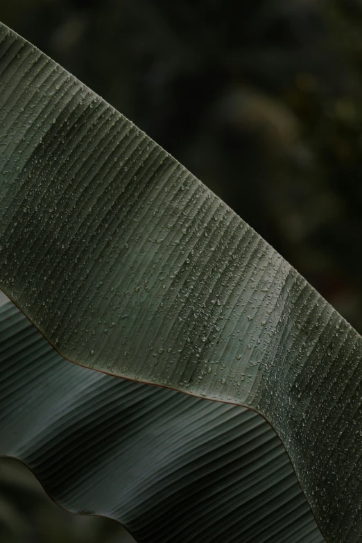 close up view of an exotic leaf texture