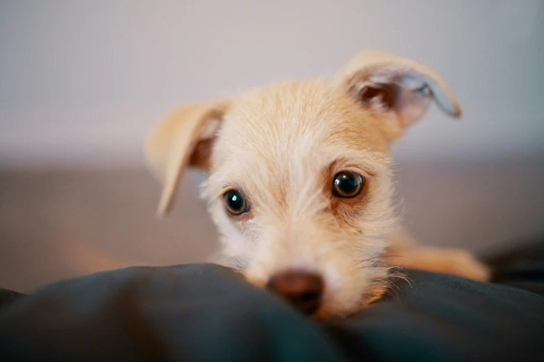 the puppy is looking over the blanket for its owners attention