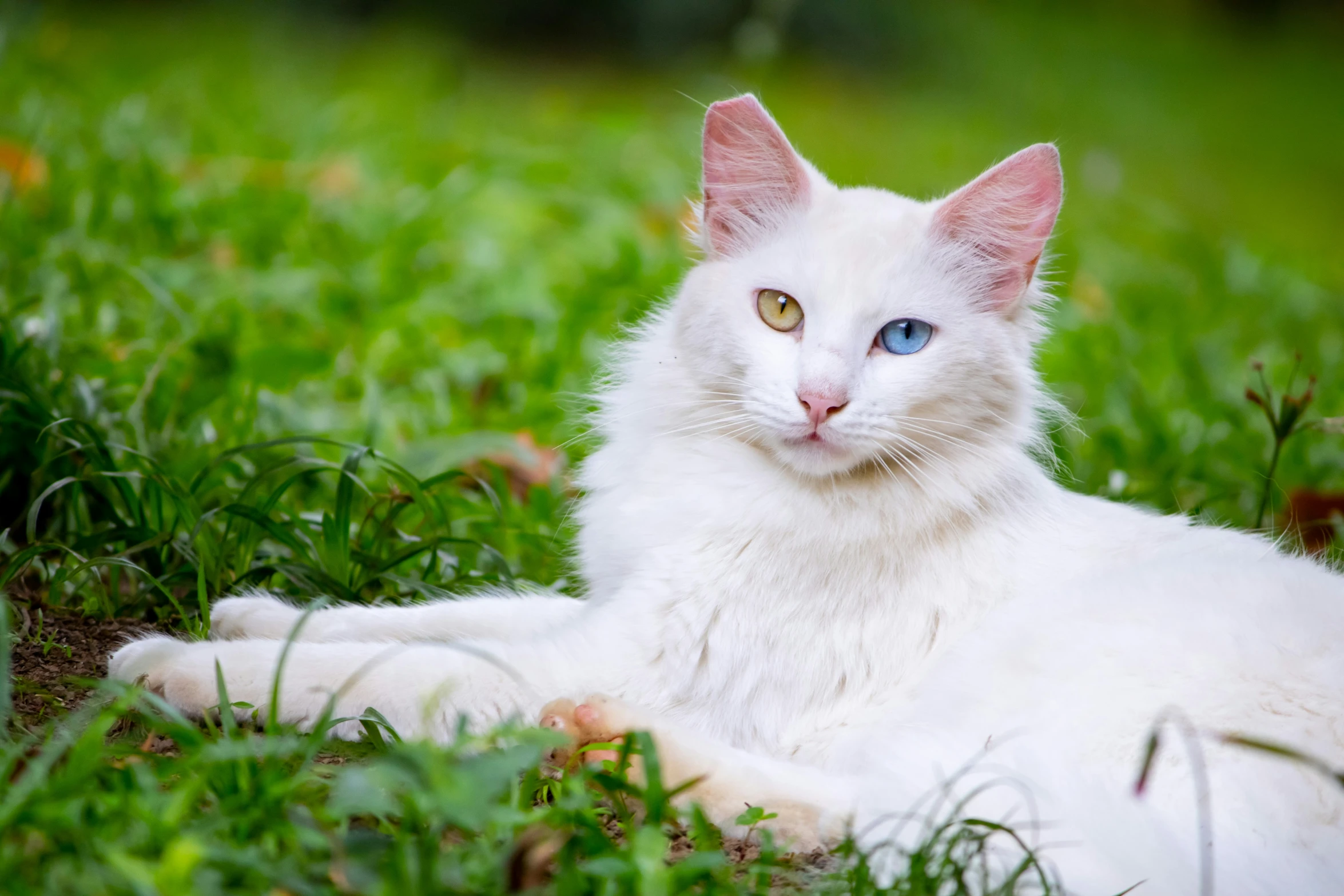 a white cat with blue eyes laying on the ground