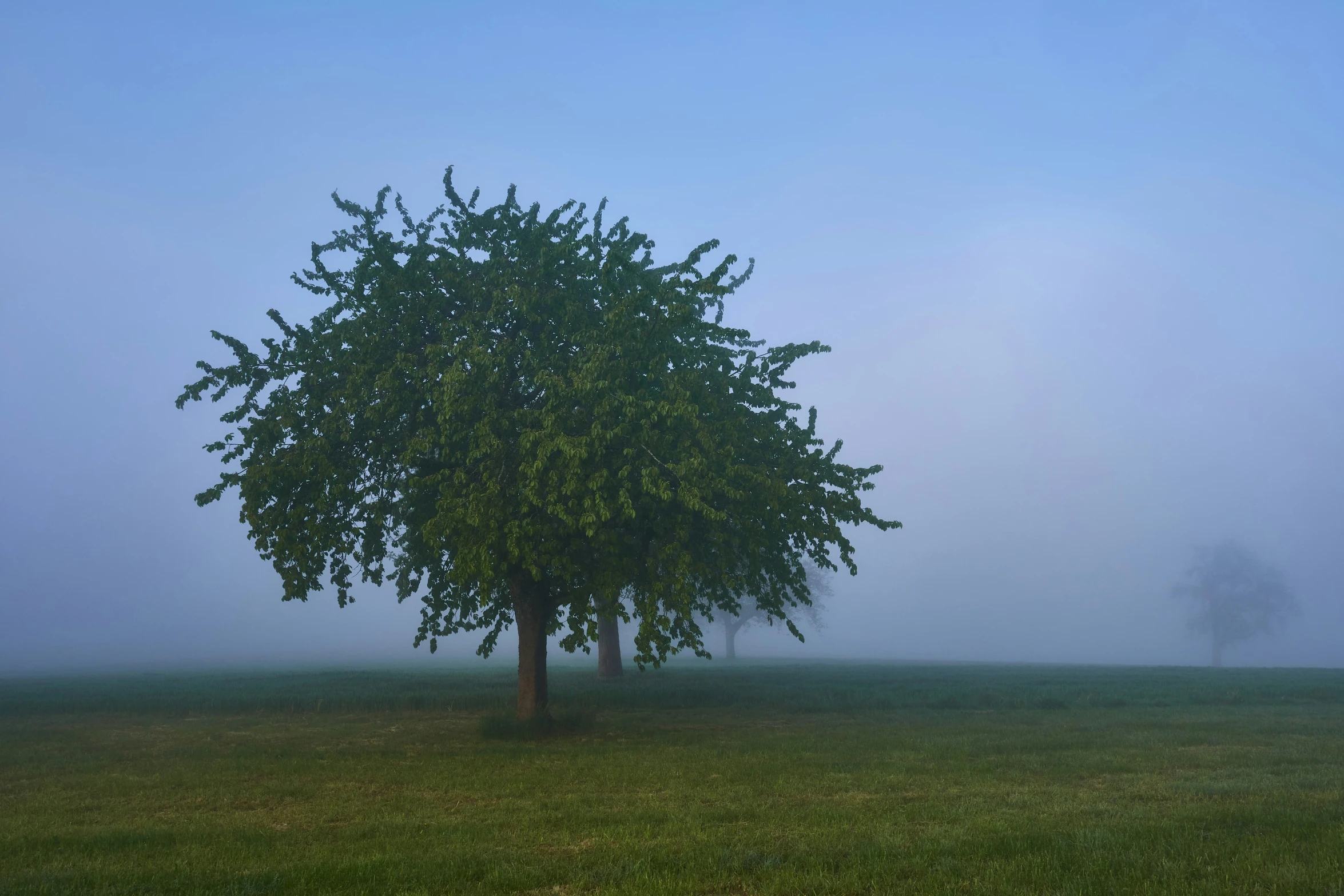 a large green tree is standing in a field