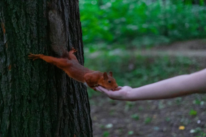 the person is holding up a squirrel's tail to a tree