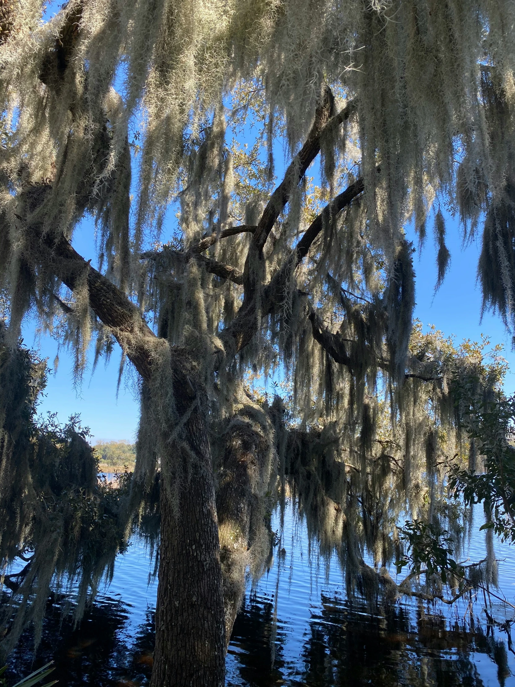 a tree that has lots of leaves on it