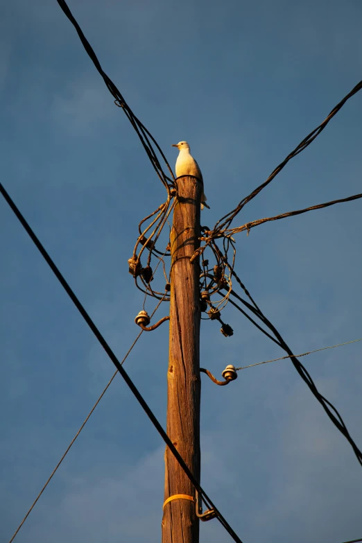 there is a bird sitting on the electrical pole