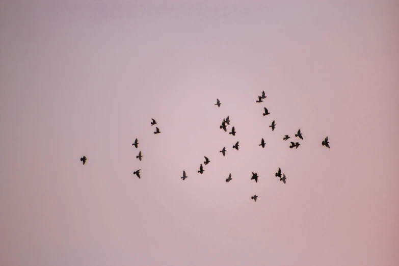 a flock of birds flying through the air