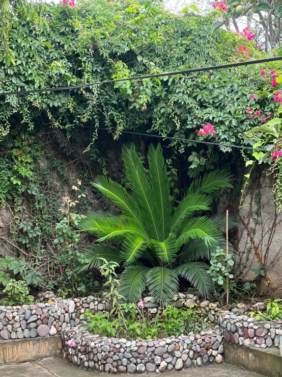 a garden filled with plants next to a tall plant