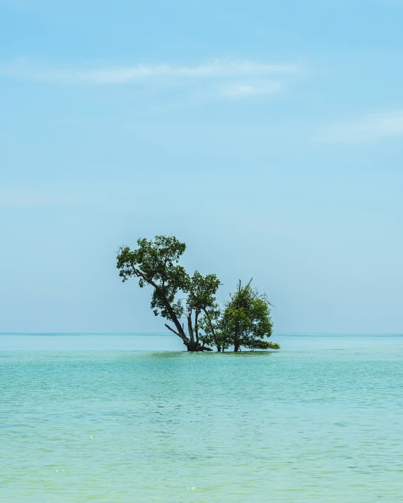 a lone tree sitting in the middle of a lake